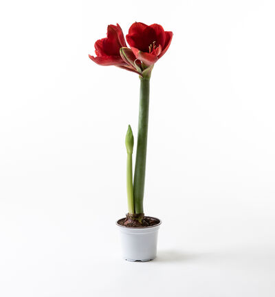 Rød amaryllis Rød amaryllis